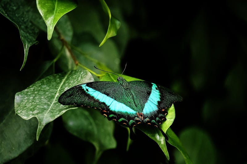 Butterfly Attracting Plants