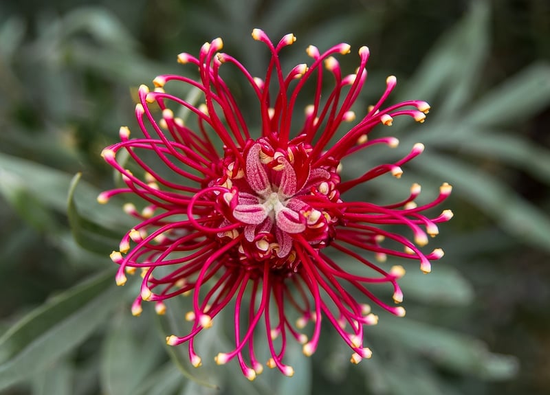 Native Plant Integration