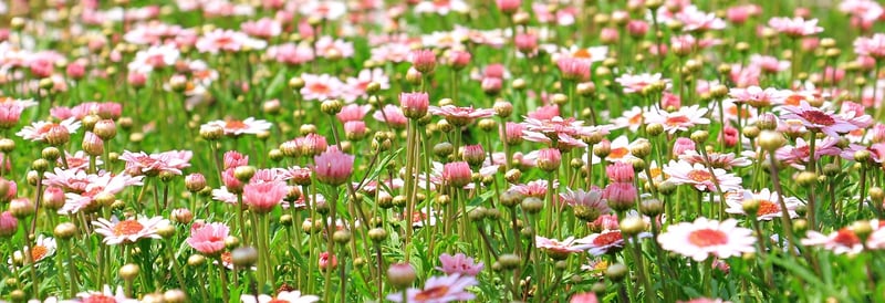 Seasonal Flowerbeds