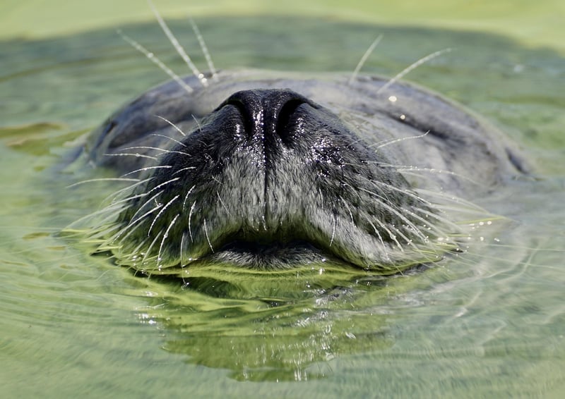 Wildlife Sanctuary Zones